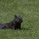 Illustration for article titled Baseball Squirrel Just Thinks It Can Go Wherever It Wants